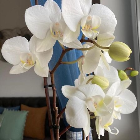 Libellula Apartman Hévíz 外观 照片