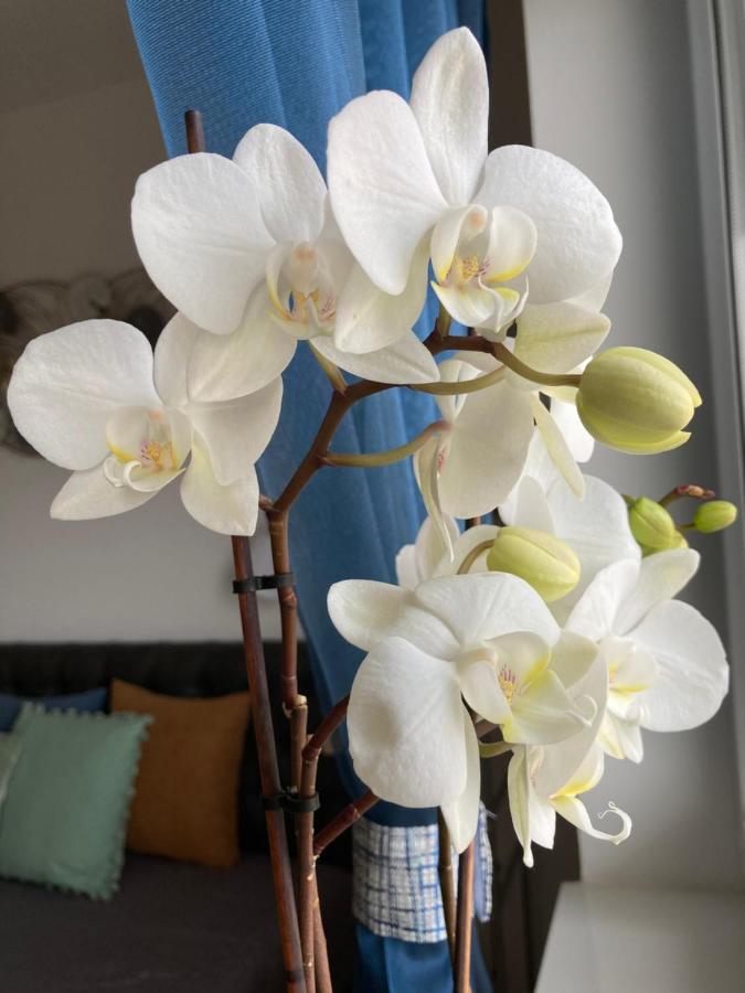 Libellula Apartman Hévíz 外观 照片